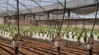 مشروع مزارع نعيم شكري بشارة لإنتاج الفراولة الممول ضمن برنامج ستارت أب- فلسطين